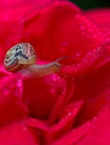 Drops shell dew