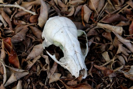 Skull, Bones, Dirt