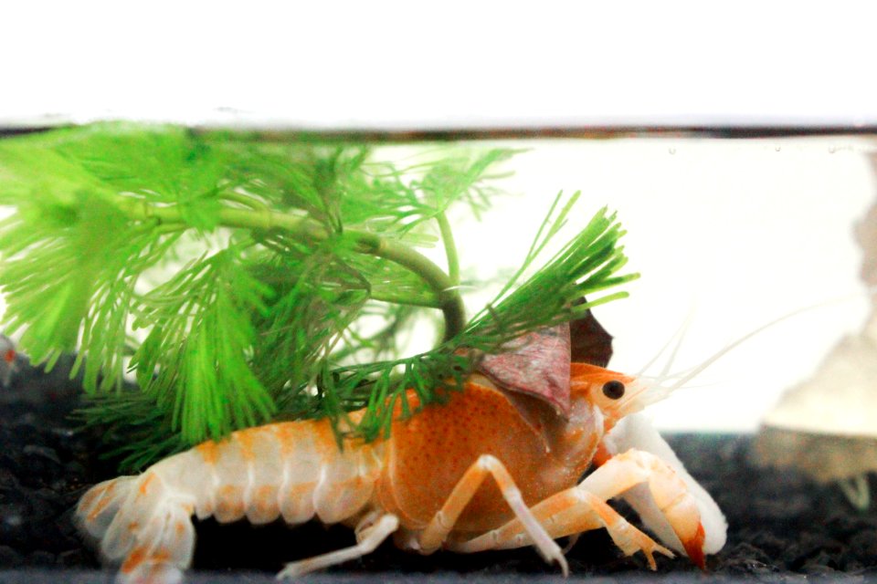 Animal, Orange, Water