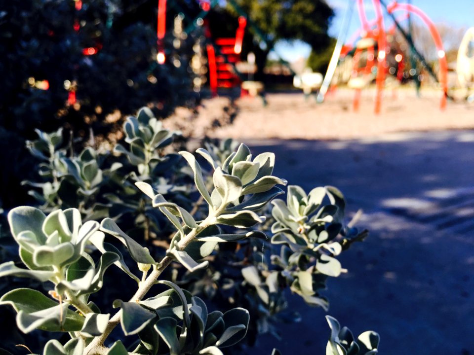 Dallas, United states, Park