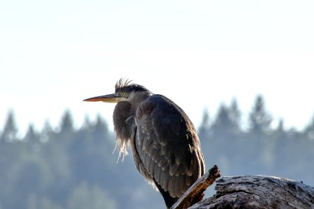 Outdoors, Profile, Intensity photo