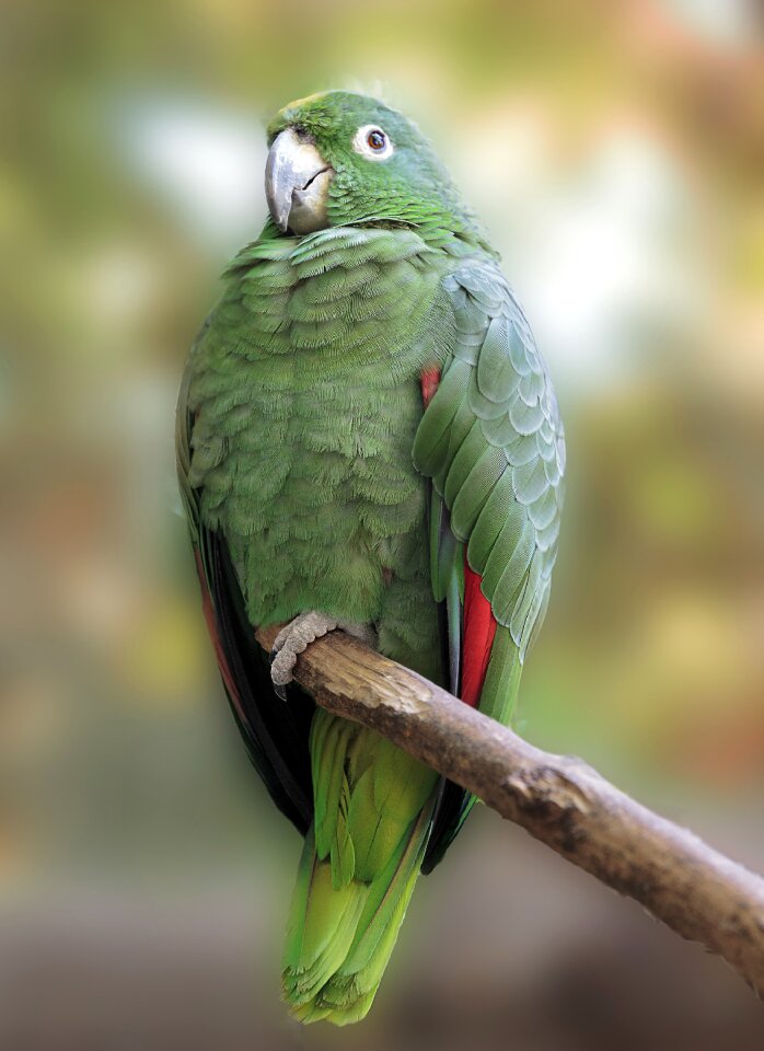 Nature birds parrot