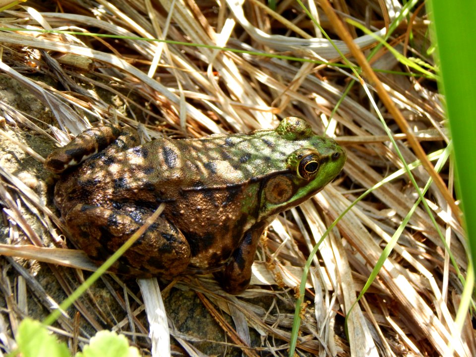Grass, Camoflage, Frog
