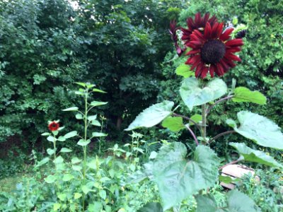 Milwaukee, United states, Garden
