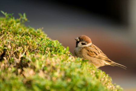 Sparrow, Plant, Macro photo