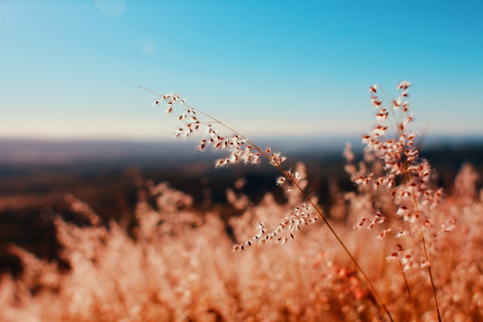 Bokeh, Wild, Flowers