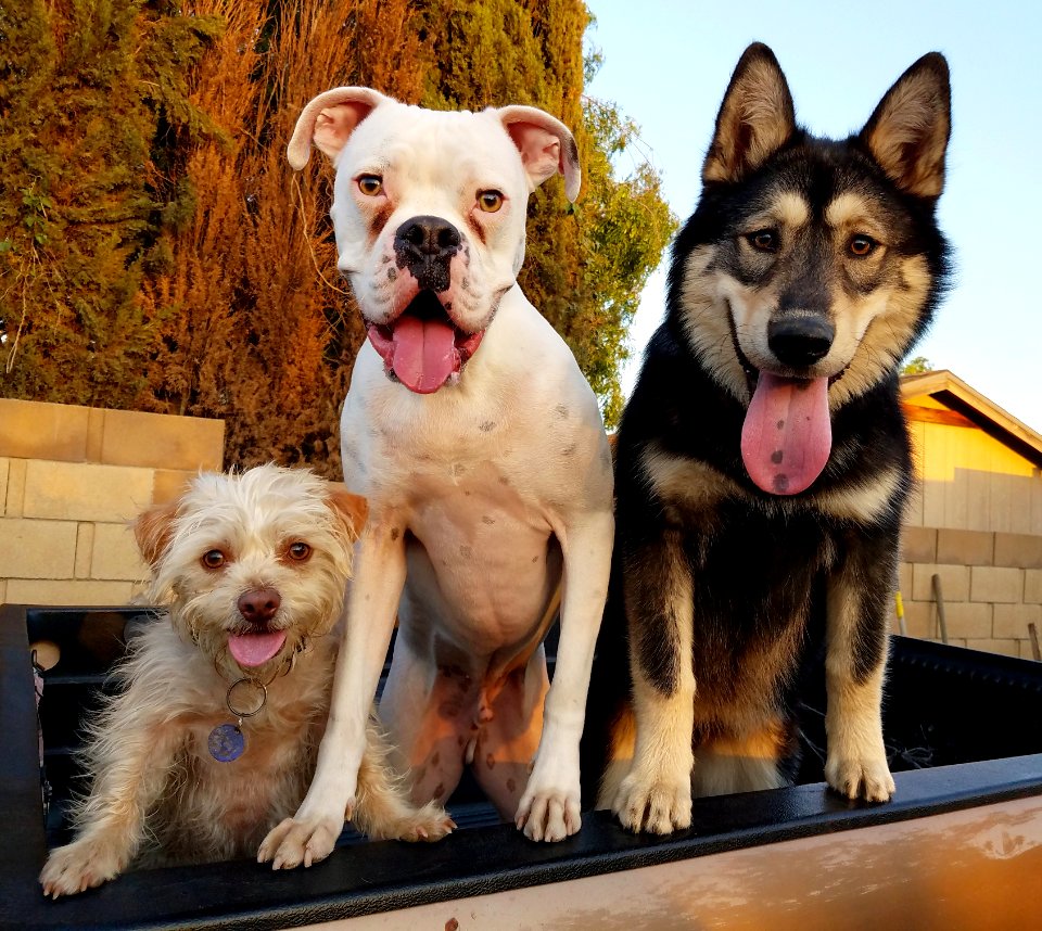 Riverside, United states, Puppies