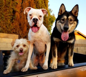 Riverside, United states, Puppies