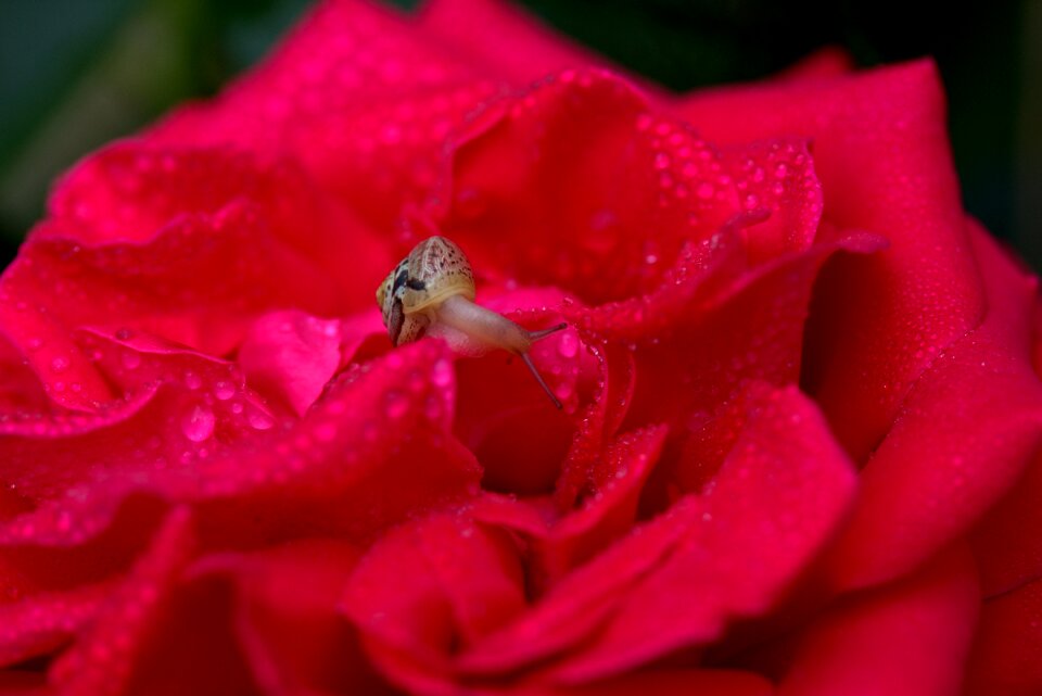 Drops shell dew