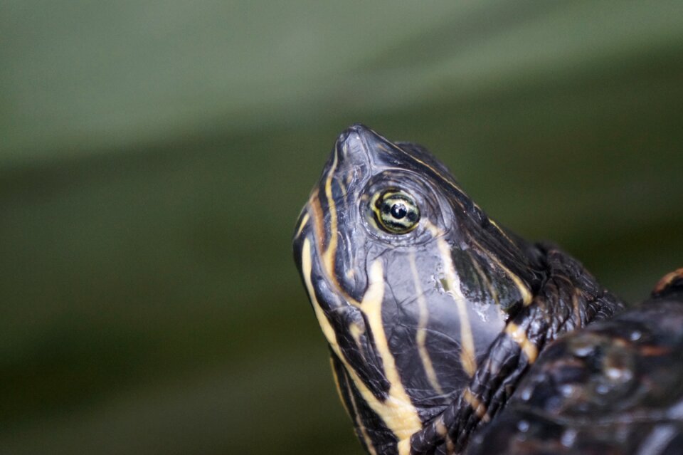 Eat reptile water turtle