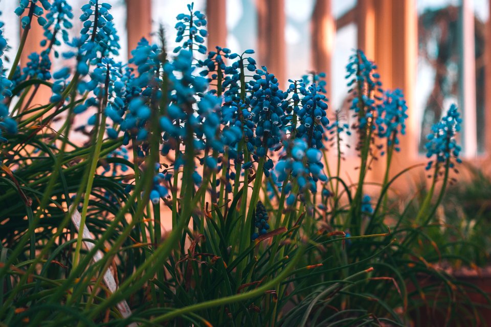 Dublin, Ireland, Botanic