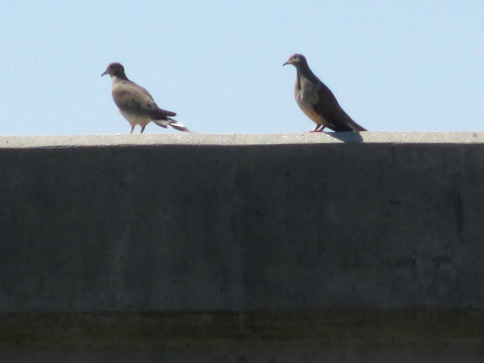 Riverside, United states, Pigeons
