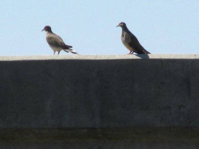 Riverside, United states, Pigeons
