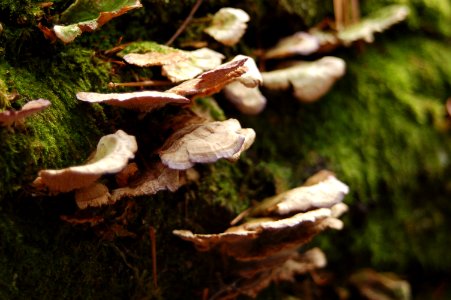 Flat rock, Nature, Forest