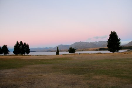 Lake tekapo, New Zealand, Meadow