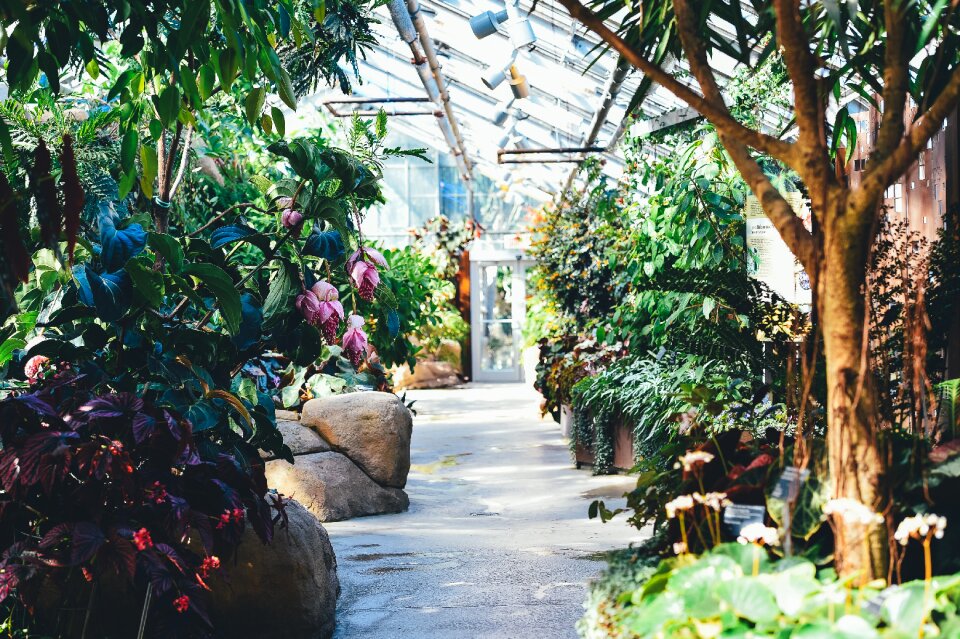 Flowers garden greenhouse