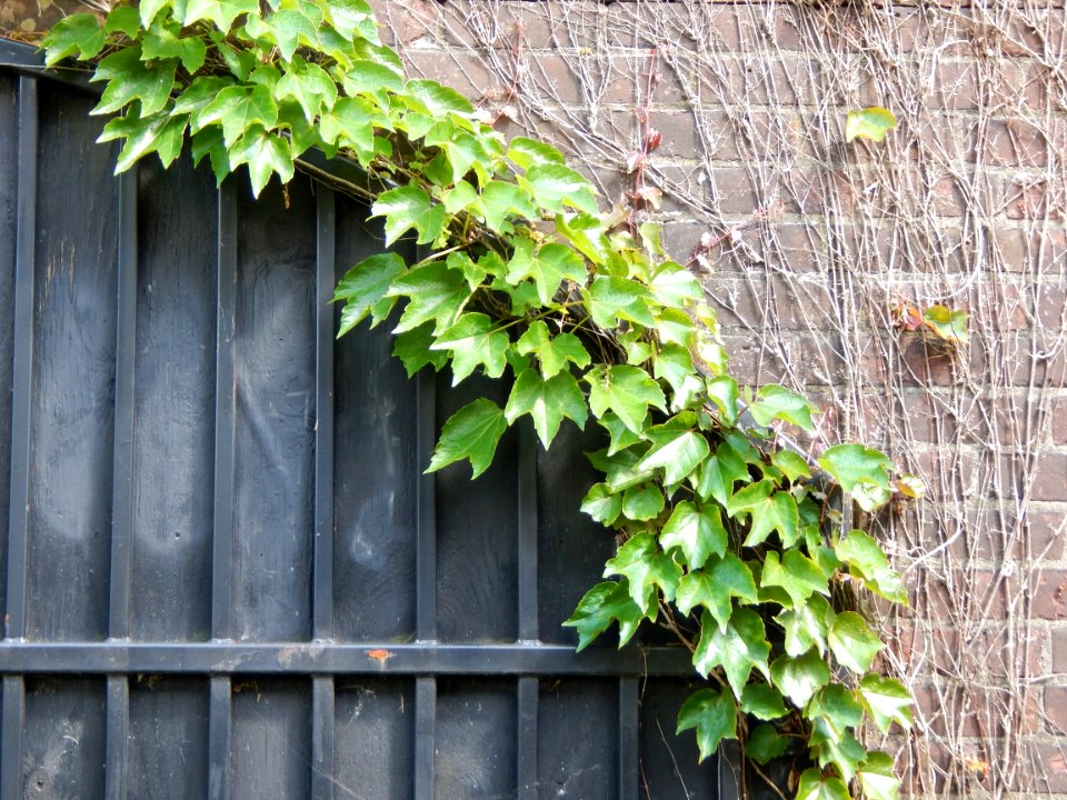 Vines, Doorway, Leaves