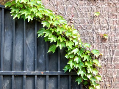 Vines, Doorway, Leaves photo