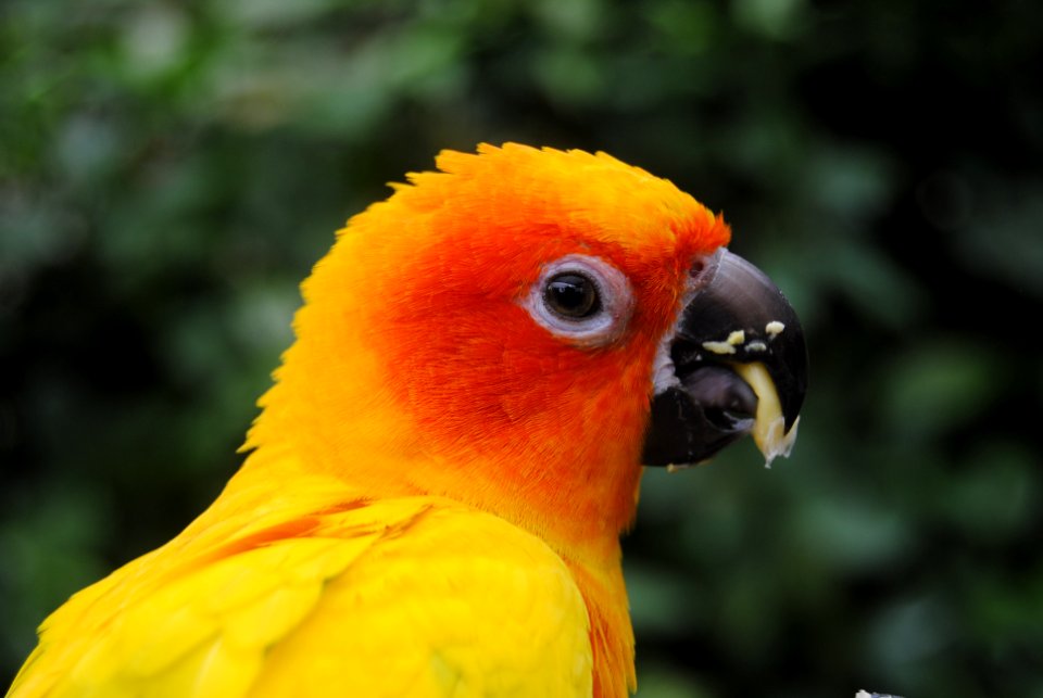 Wildlife, Eating, Animal