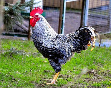 Endangered livestock breed german sperber cockscomb