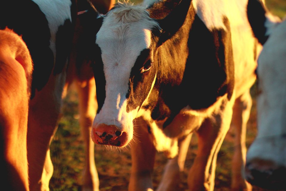 Clemson, United states, Farm