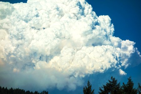 low angle photography of white clouds above trees photo