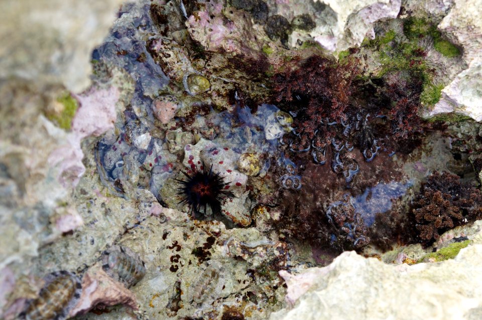 Mar a la gorda, Cuba, Woodlouse