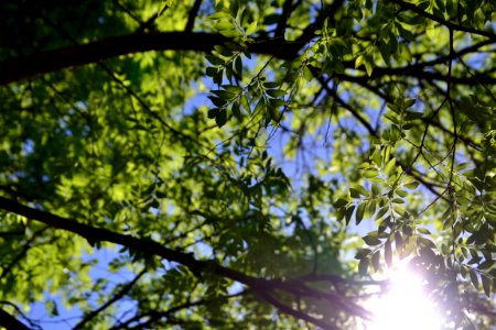 low-angle photo of green-leafed tree under clear blue sky photo