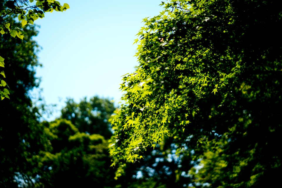 green trees during daytime
