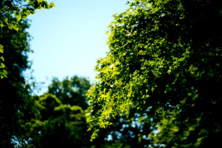green trees during daytime