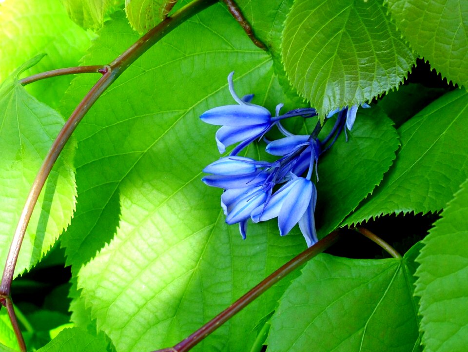 Leaf green nature