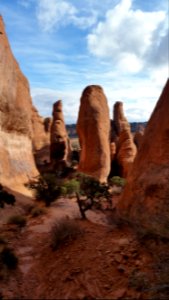 Arches national park, United states, Trees photo