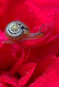 Drops shell dew