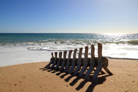 Faro beach bone