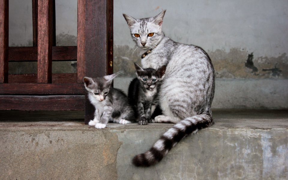 Penida Island, Indonesia, Cat
