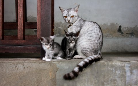 Penida Island, Indonesia, Cat