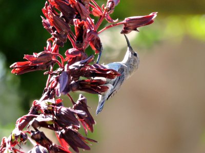 Wildlife, Nature, Flower
