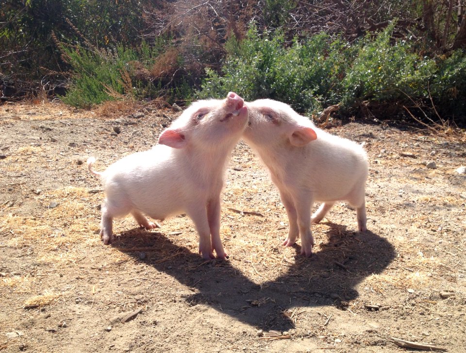 Little pigs, Pigs, Animals photo