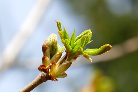 Spring green beautiful