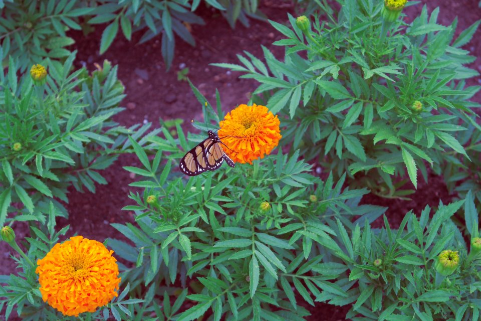 Canela, Brazil, Leaf