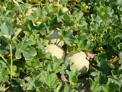 Cultivation campaign yellow