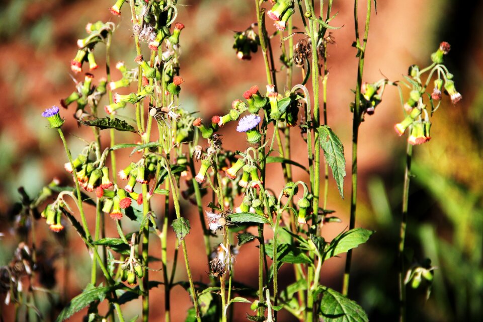 Small flower grass green