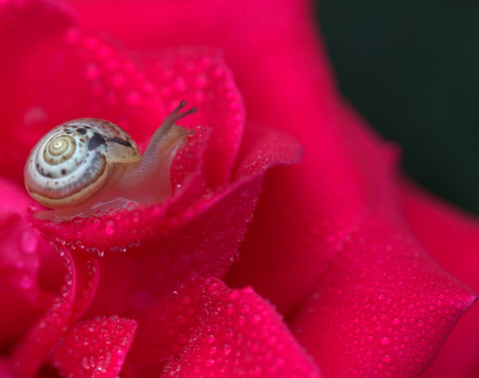 Drops shell dew