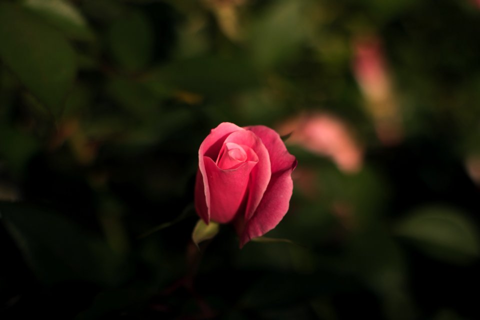 selective focus photography of pink petaled flower