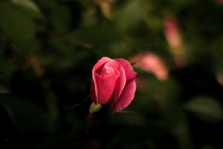 selective focus photography of pink petaled flower photo