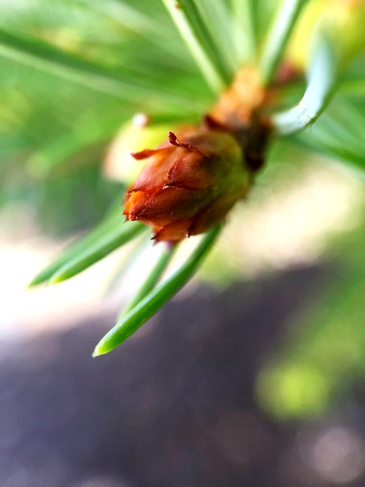 Macro, Coniferous, Conifer