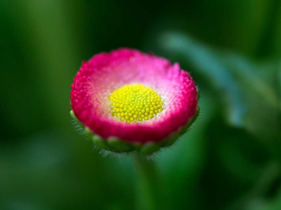 Plant macro spring