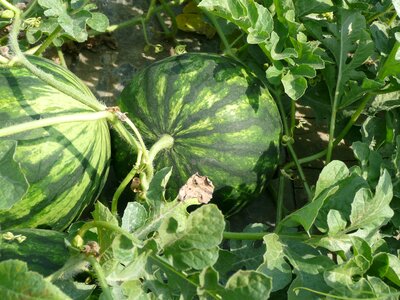 Cultivation agriculture nature