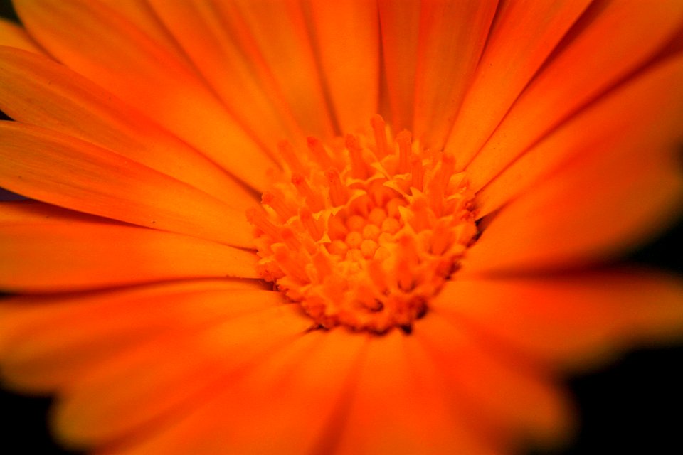 Object, Floral, Nature