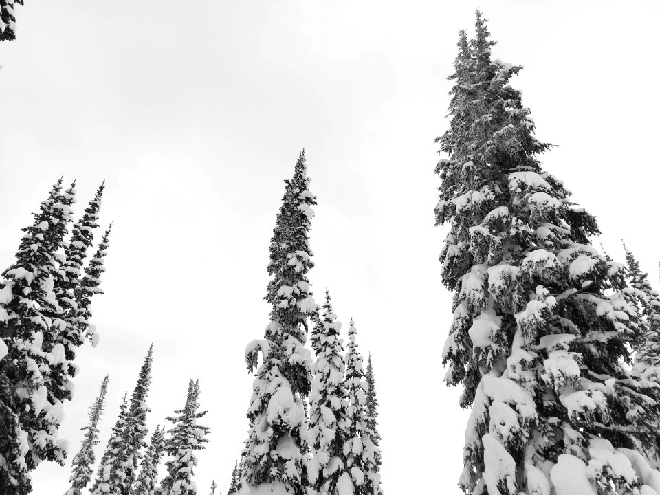 Revelstoke mountain resort, Revelstoke, Canada